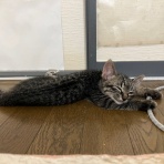 桜雛＆福健の家猫日記