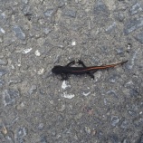 『背中に朱色の線があるたぶんヤモリ』の画像