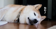 いつも通り…