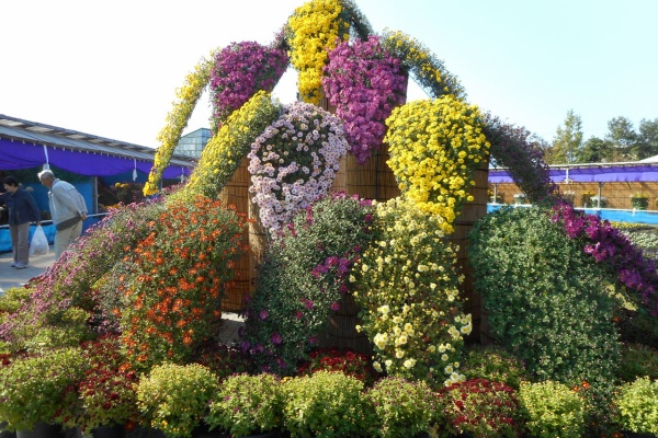 カモミールのじゅうたん 南砺菊まつり