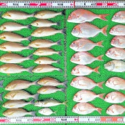 2025年7月8日　釣果