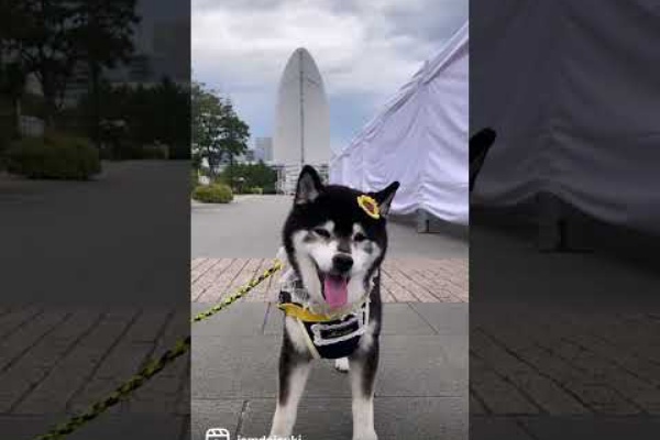 柴犬JAMの3ﾜﾝﾊﾟﾗﾀﾞｲｽ♪