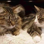 心理カウンセラー　にしだ しお