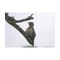 小雨をついて散歩に出たら、案外野鳥がいました（微笑）