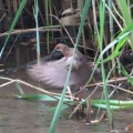 幼鳥から若鳥に成長したヒクイナを撮る🦜（多々良沼公園）
