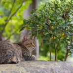猫写真家・沖 昌之のブログ　野良ねこちゃんねる。　