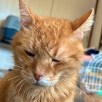 ねこかます