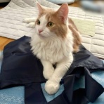 猫だらけ