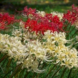 『2025.10 児島湖花回廊「秋季見学会❶」岡山市南区築港栄町』の画像