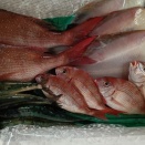 '26年3月🎎の鮮魚は新潟から