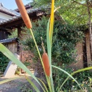 蒲の穂
