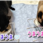 猫的下僕生活