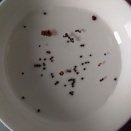 種が発芽しやすい環境とは　発芽率を上げる3つの基本条件