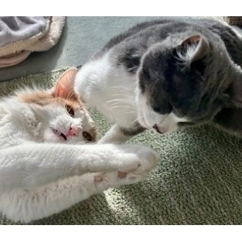 2歳と13歳の猫のじゃれ合いと雪に残された足跡