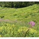 入笠山トレッキング。お花を沢山！楽しめました。
