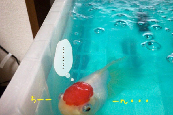 金魚のお世話 始めてみました 転覆病