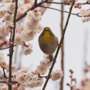 ウメジローをこまぶら