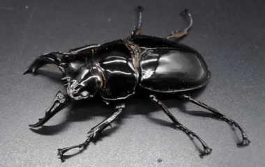 『9月28日(水)昆虫入荷情報！』の画像