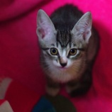 『10/11ははなちゃんが我が家に来た記念日』の画像