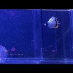 猫吉の海水魚日記