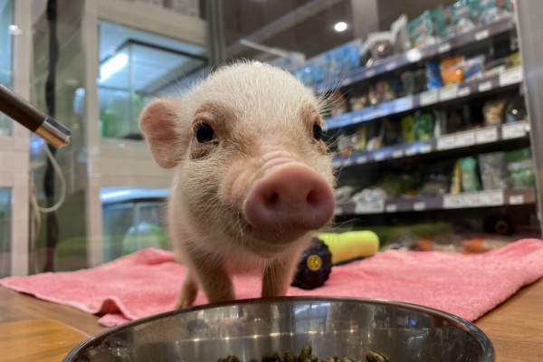 静岡県沼津市 ペットショップワンラブ カインズ沼津店のスタッフブログ 小動物
