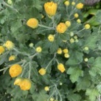 ナチュラルライフ