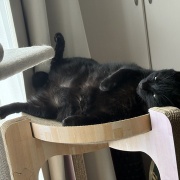 省エネすぎる猫