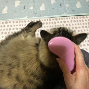 ブラッシング大好き猫