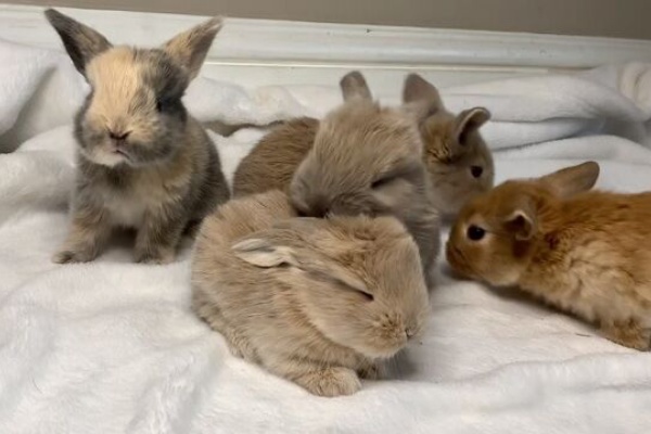 うのくらし ミニロップ