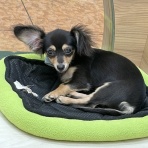 神奈川県小田原市 ペットショップワンラブ フレスポ小田原シティーモール店のスタッフブログ