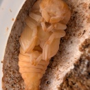 スジブトヒラタ