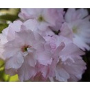 2026年4月11日の出来事