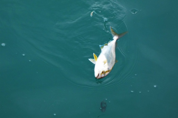 土佐料理 旬の鰹がゆく 高知の釣り