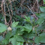 天然食材探しへ近くに気軽に出かけよう！