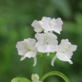 ウチョウラン　白花　その2