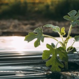 『父からの宅配便』の画像