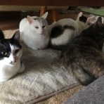 HogoMEOW　～猫の里親探し～