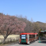 『三毳山にカタクリとイチゲを見に行った』の画像