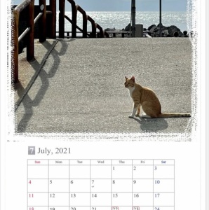 ガーデニングと気まぐれ散歩と熱帯魚