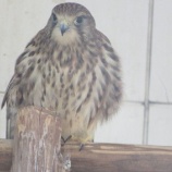 『【動物ふれあい】悠久山小動物園に行ってきました』の画像