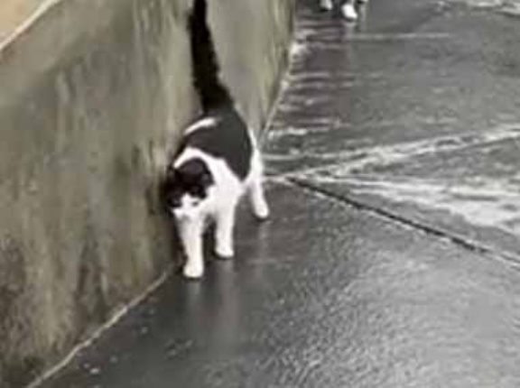 【ちょっと大変】 ３匹の猫が散歩に出かける。今日は気温が低くて地面は凍っていた &rarr; ４ＷＤはこうなります&hellip;