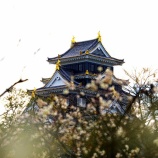 『2026.2『岡山後楽園(梅林)』㊗ 満開❹ / 岡山市北区後楽園』の画像