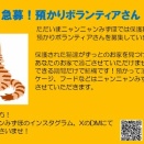 預かりボランティアさん大募集！