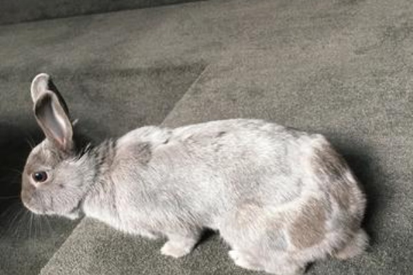 ウサコッツ飼育日記 換毛期