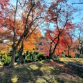 12月初めの岡山後楽園 ― 晩秋の彩りを歩く
