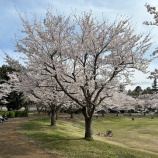 『「ひばり・せきれい」お花見！』の画像