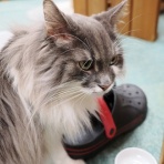 猫カフェ ねこまんまBlog