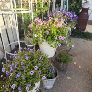 ＊スーパートレニアカタリーナが綺麗！一年通しておすすめしたい花です