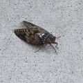 最近の色々など　(*ΦωΦ*)にゃー