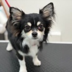 ペットショップワンラブ 佐賀県 ゆめタウン武雄店のスタッフブログ～子犬子猫やトリミングカットをご紹介してるよ